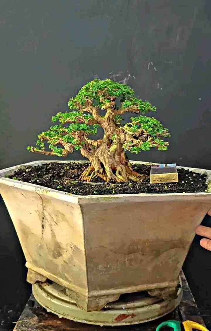 Bonsai Murbei